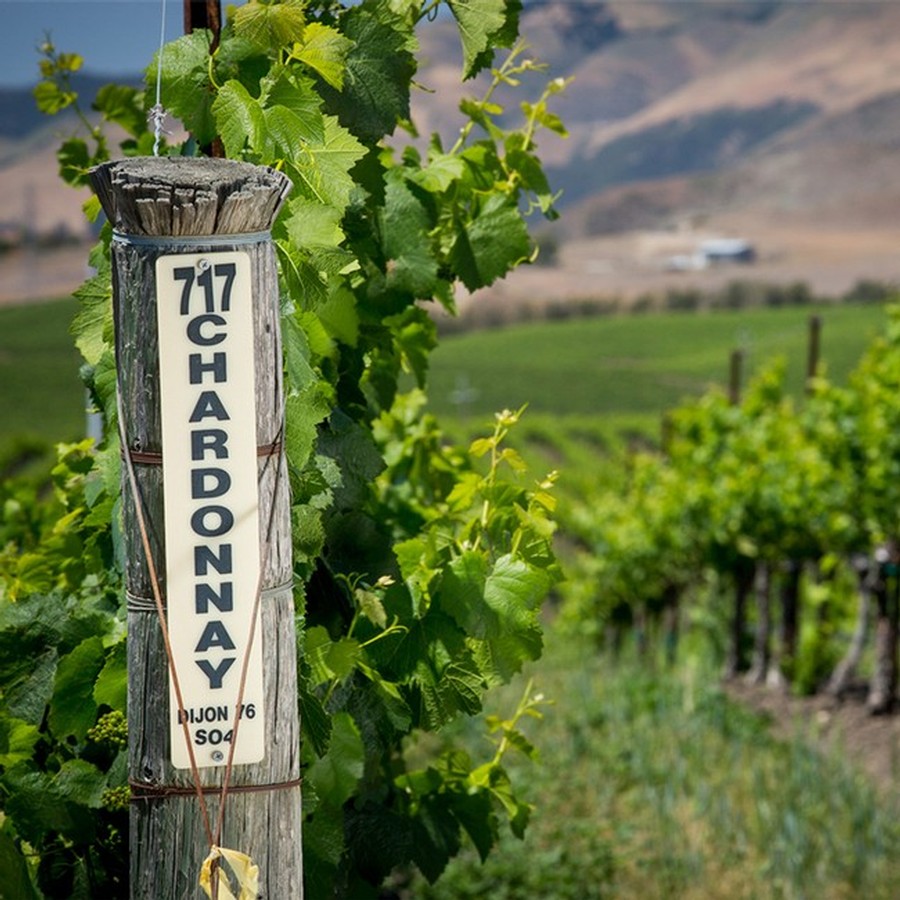 White Wines Only Please 3-Bottle Collection